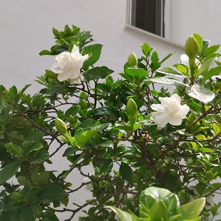 Η Ελπίδα Και Η Γιάννα Ξεκίνησαν Ένα Χώρο Cute Apartment Волос Екстериор снимка